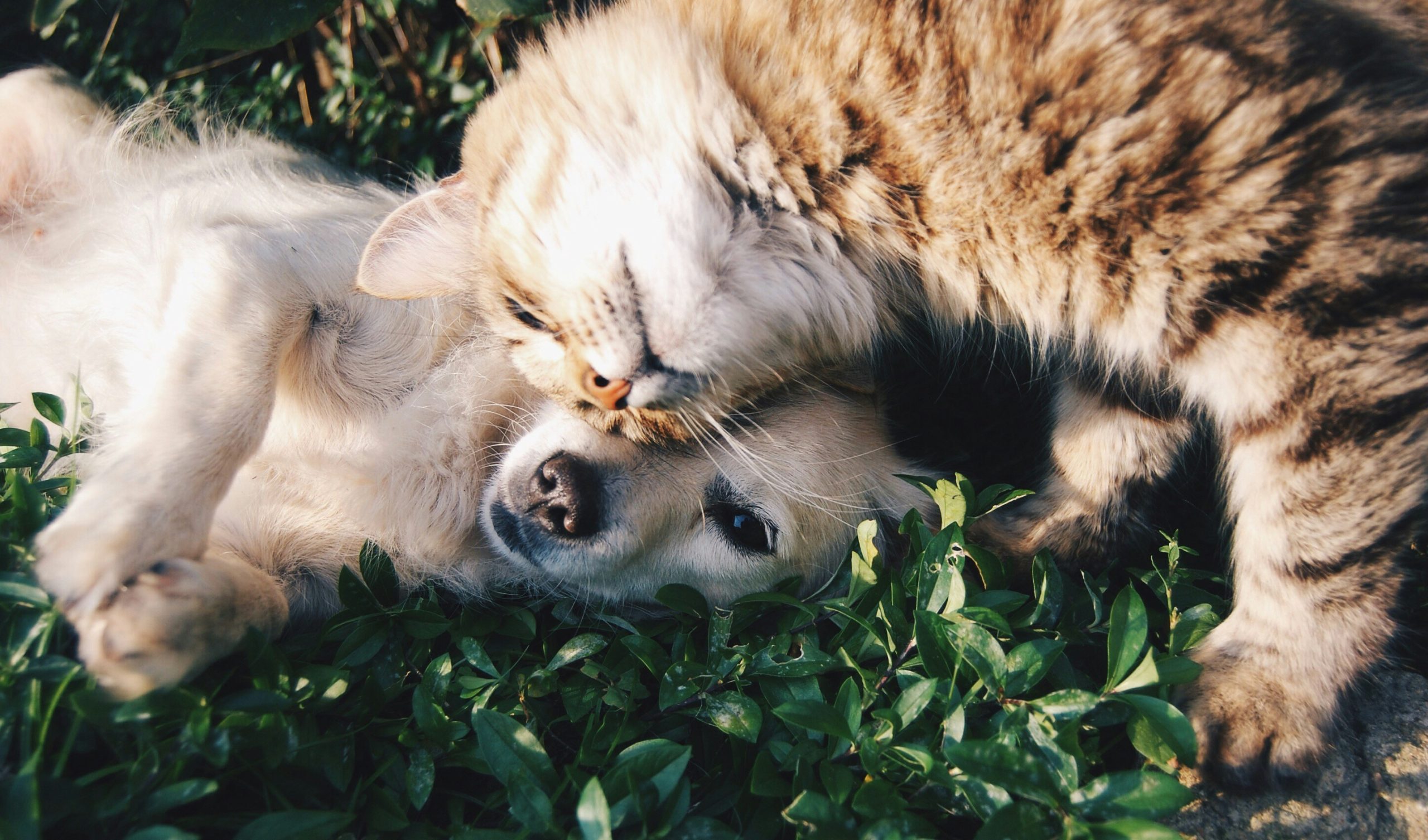 Renters Owning Pets Still Pay Surcharges Upcoming Reform Could Change This